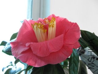 IMG_0291.JPG