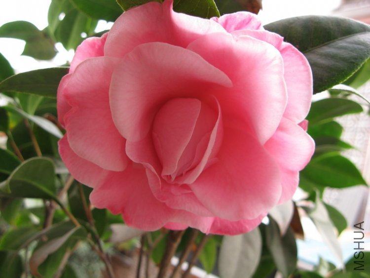 56 ţ���µ�ʯ 1.jpg