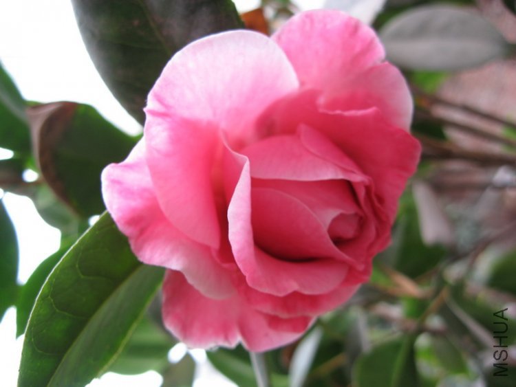 56 ţ���µ�ʯ 3.jpg