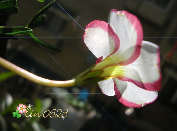 Oxalis versicolor.JPG