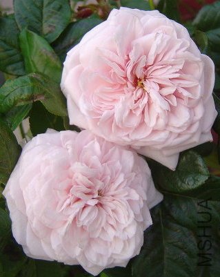 �ȵ�ʱ�򿪳�����Ҳ�ǳ����ˡ�