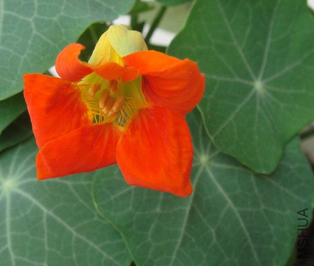 ����ǳȺ�ɫ��