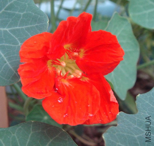 ����Ǵ��ɫ��