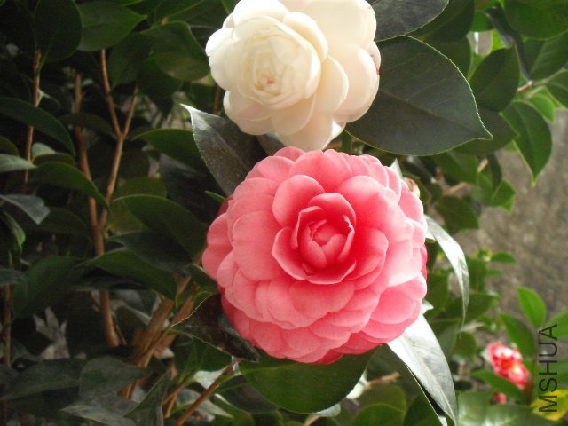 ��Ƭ 011.jpg