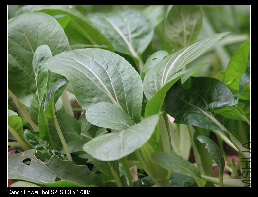 nEO_IMG_��Ƭ 032A.jpg