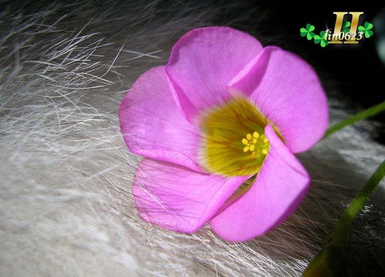 Oxalis depressa (Inops) .JPG