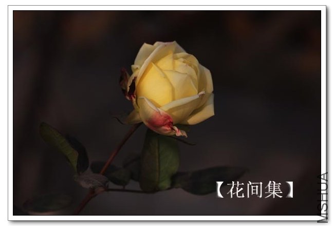 IMG_2941 ����.jpg