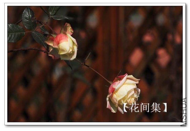 IMG_3116 ����.jpg