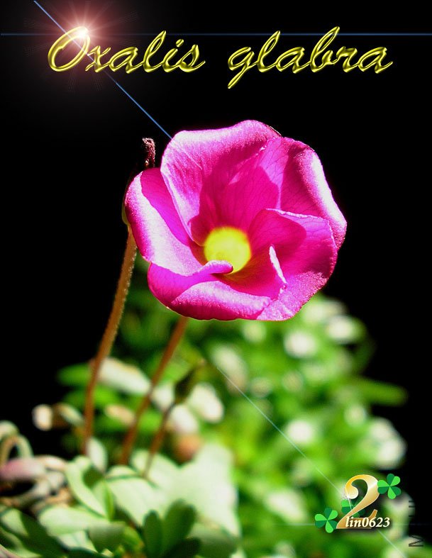 Oxalis glabra .JPG