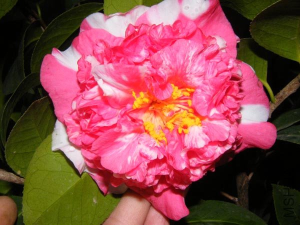 DSCF3564 ����.jpg