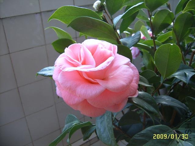SUC51426.JPG