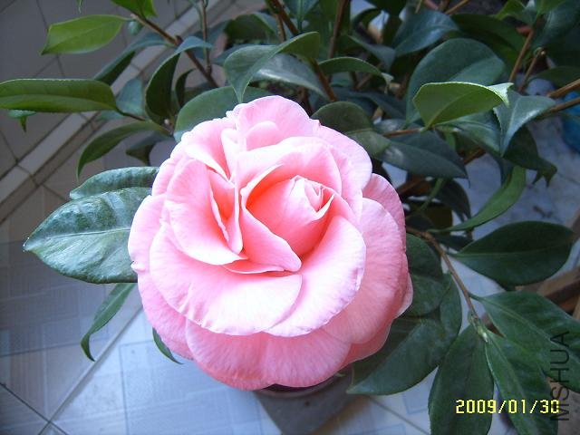 SUC51425.JPG