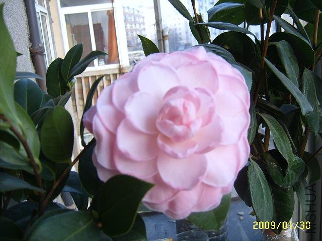 SUC51433.JPG