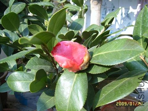 SUC51378.JPG