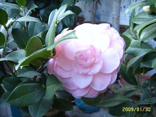 SUC51423.JPG