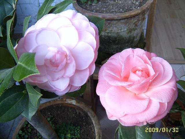 SUC51429.JPG