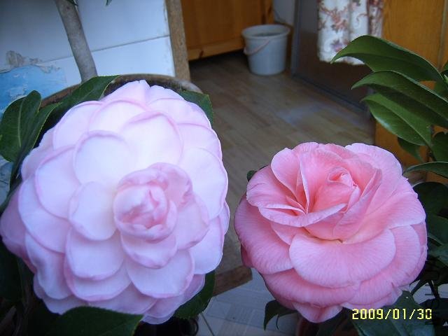 SUC51430.JPG