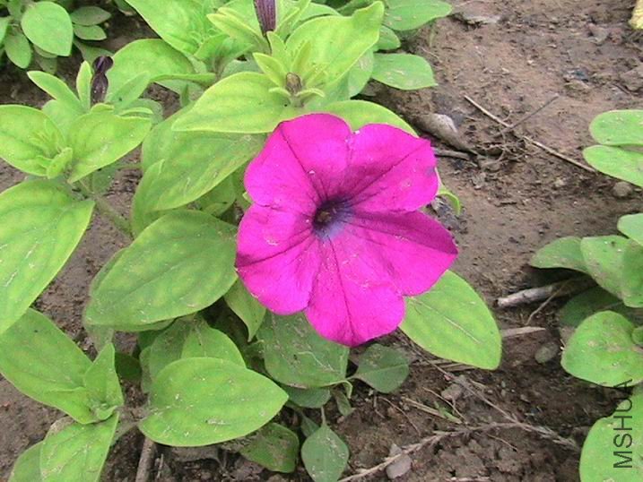 ������С IMG_0513.jpg