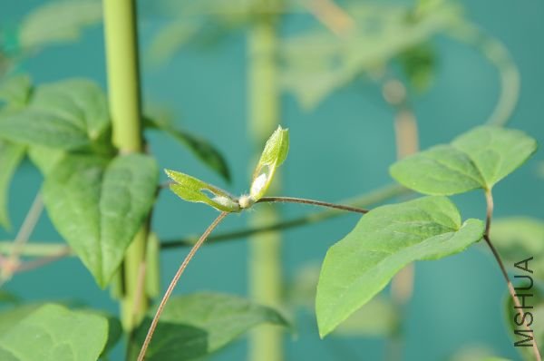 20090131�������˻��� (1).JPG