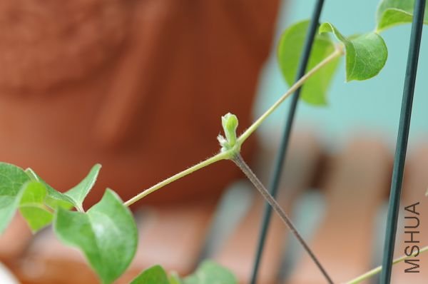 20090129������ (2).JPG