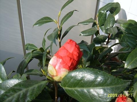 SUC51379.JPG