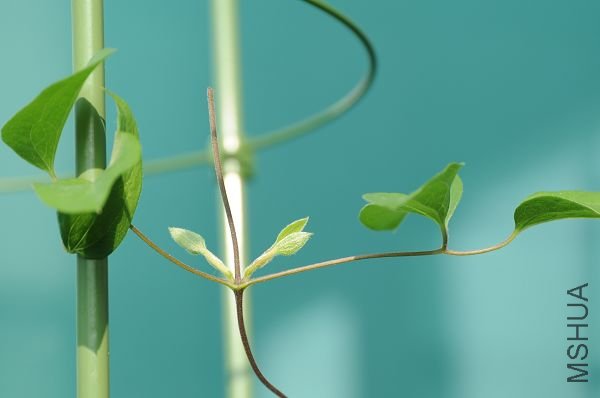 20090131����������ѿ (1).JPG