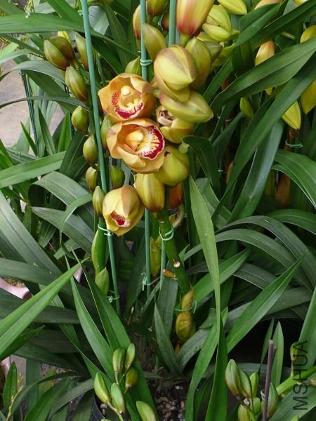 2009ţ��ӭ������ (31).JPG
