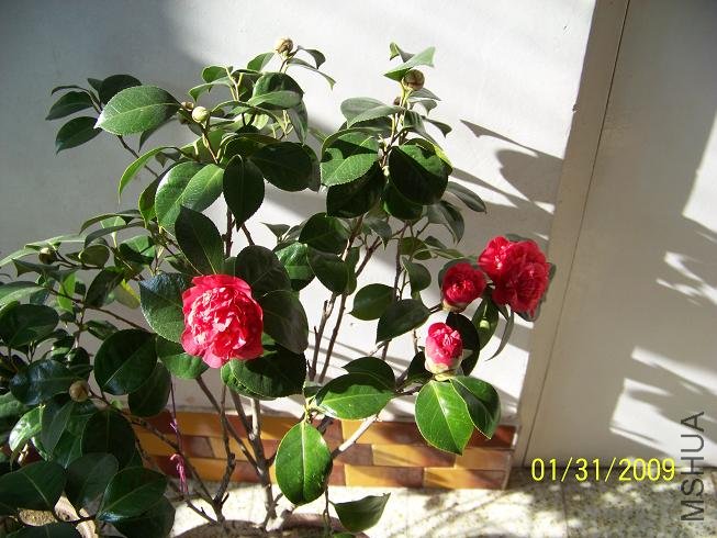 100_1174.JPG