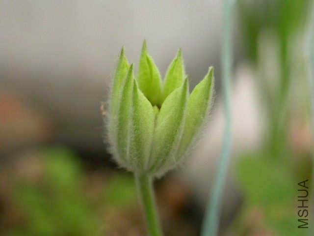 �����ķ緶