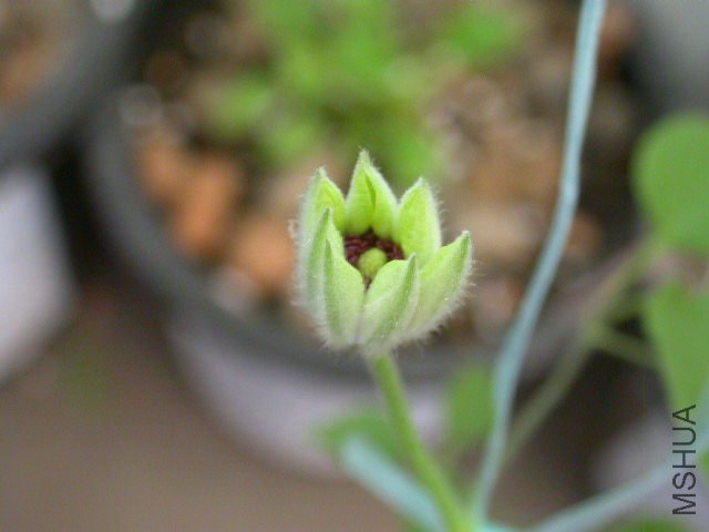 �����ķ緶