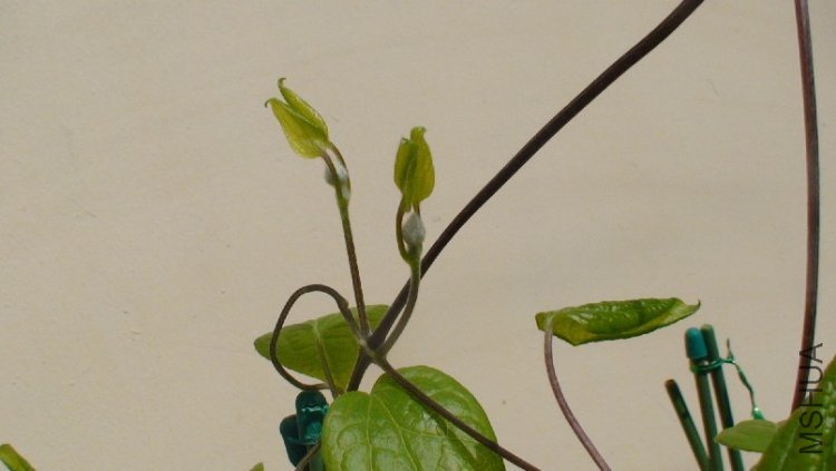 �����Ի���.