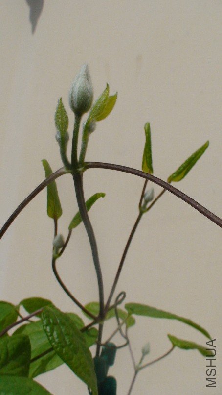 ���������ڵ�����.