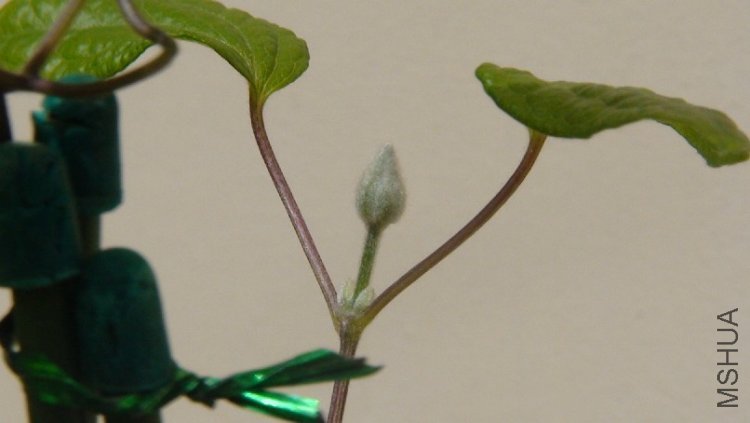 �ڶ��Ի����ϻ�����һ��С����,��4��С����.