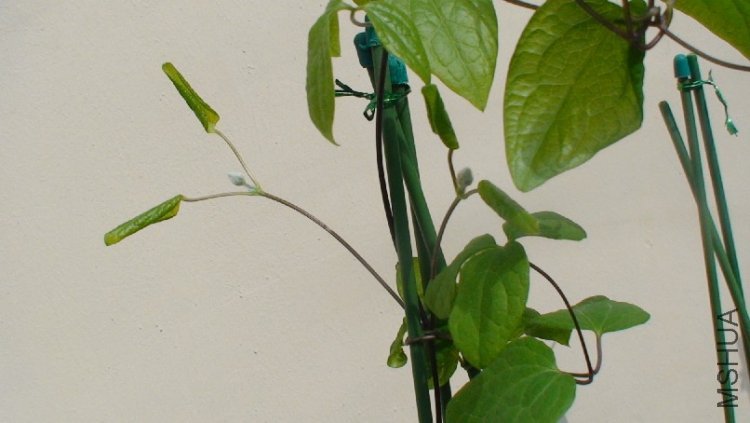 �ڶ��Ի���.