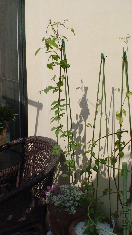 ����ȫ�����״.