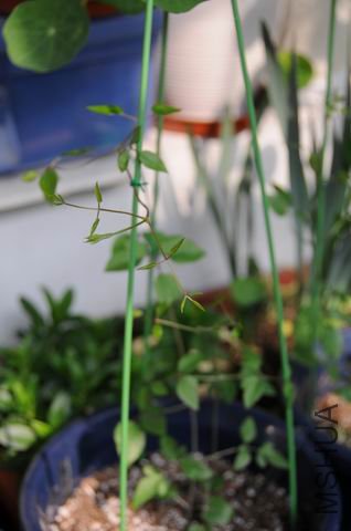 ������С txl090130-dan.jpg