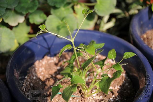 ������С txl090130-fs.jpg