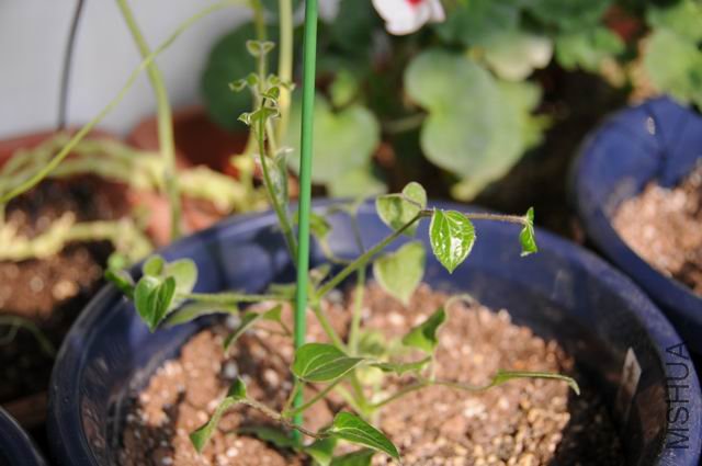 ������С txl090130-kwn.jpg