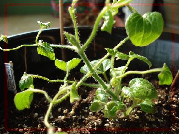 �����߲�֪���ǲ�����Ϊ���ذ�ģ�����������