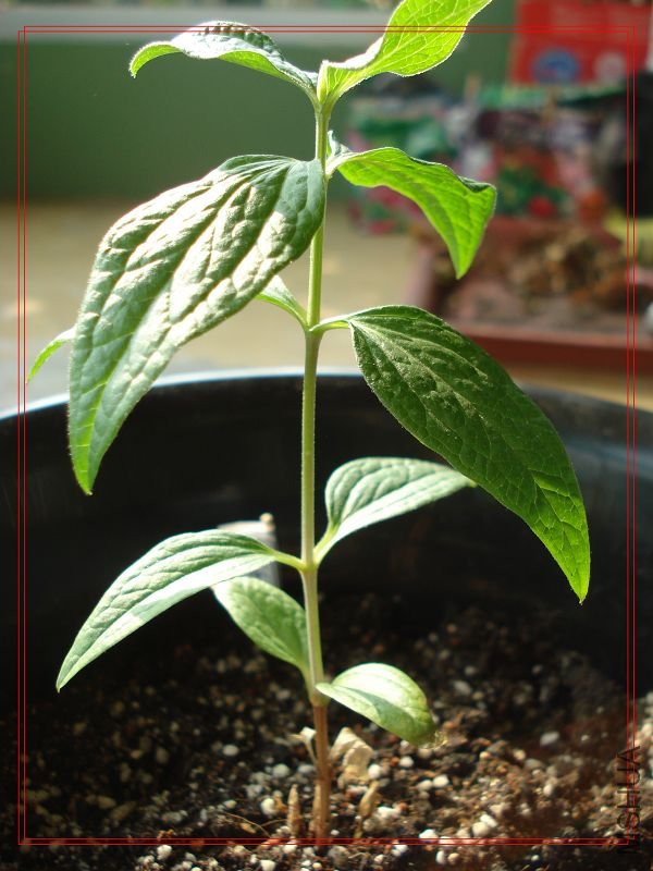 ǳ������������µ�Ҷ��Ҳ��ʼ��ή�ˣ����������Ϳ��컯��