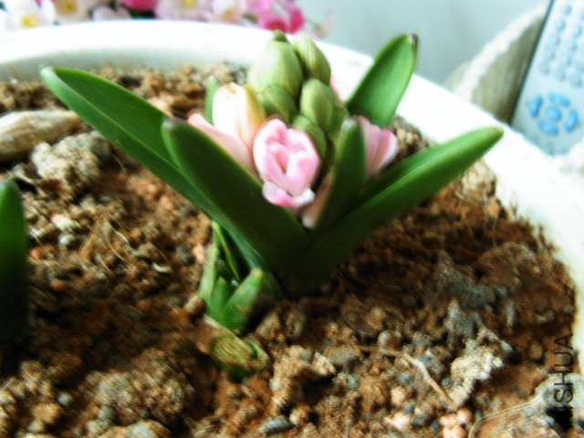 PICT0028.JPG