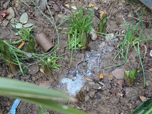 ����̤N�λ��ܳ�ѿ����