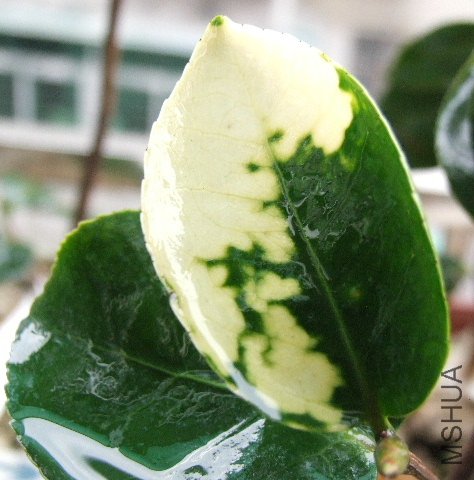 ����ʮ�����·���Ҷ�ӣ��ܽ�������