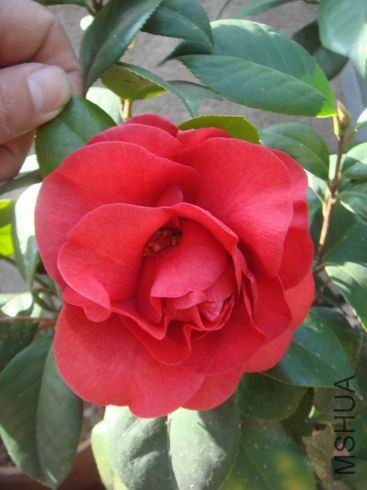 ��ת DSC02039.JPG