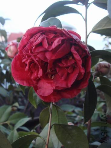 �������ᣬ����̫�࣬������ȫ�껯��