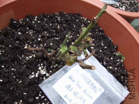 ���������ػʺ�