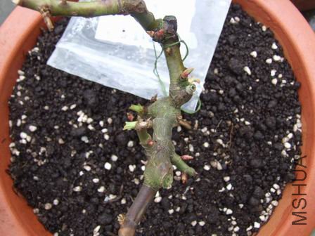 ���׵���˹��