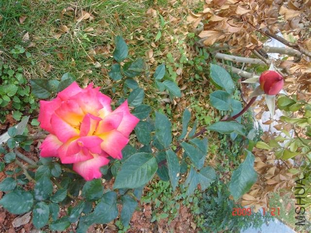 ���� (С).JPG