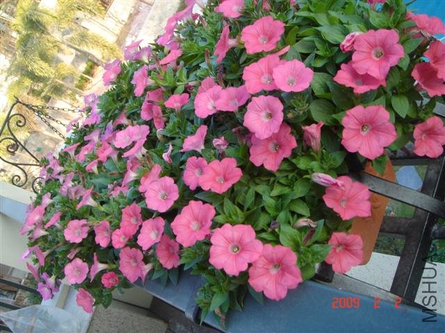 2009��2��2�գ�ͬһ�軨