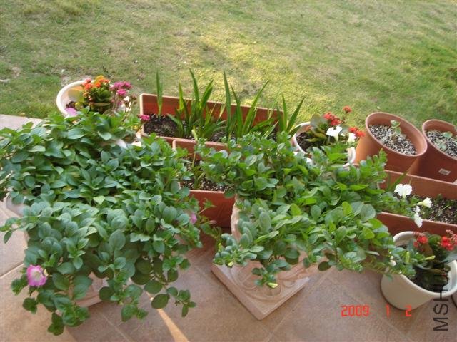 2009��1��2�յĻ�